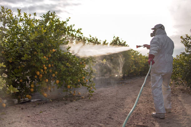 Best Mosquito Control Services  in Lindsay, TX