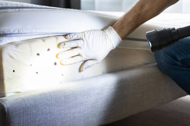 Best Rat Extermination Near Me  in Lindsay, TX