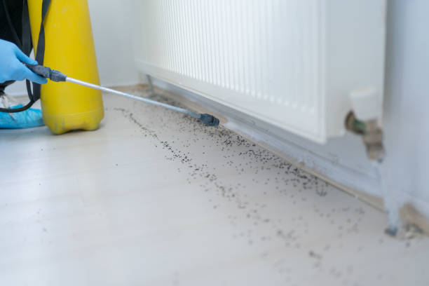 Best Affordable Pest Control Services  in Lindsay, TX