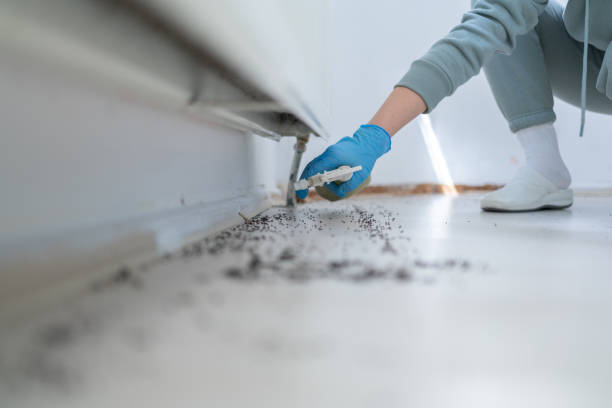 Best Cockroach Control Services  in Lindsay, TX
